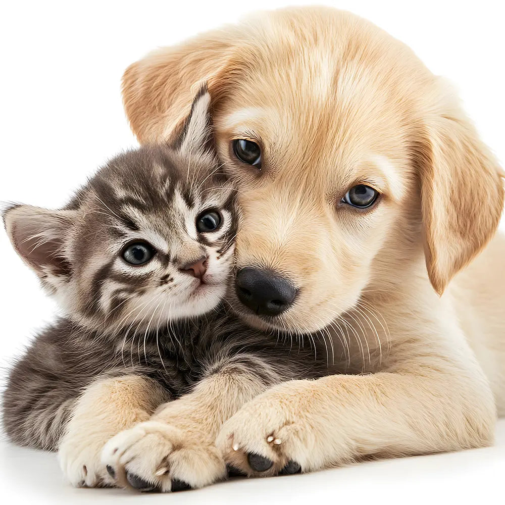 Welcoming a new animal