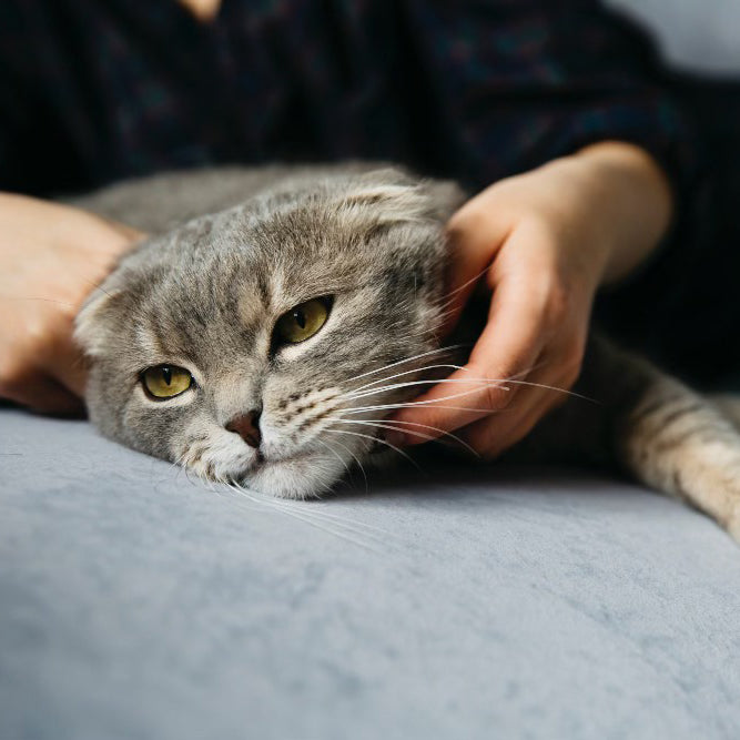 Animal triste , chat chien, cheval ou rongeur, il y a toujours une solution pour comprendre et le consoler
