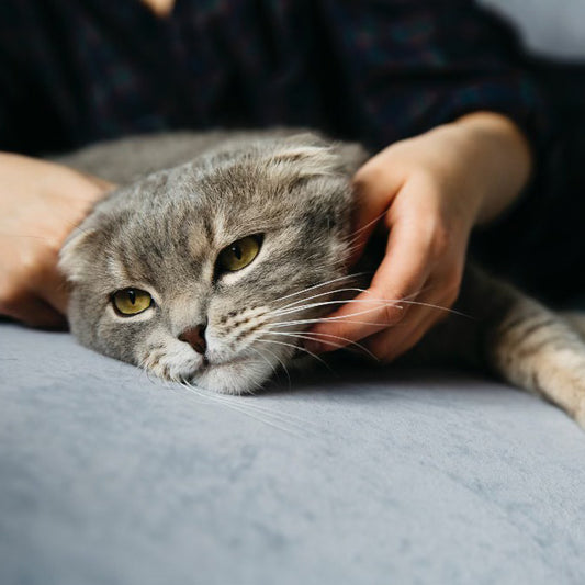 Animal triste , chat chien, cheval ou rongeur, il y a toujours une solution pour comprendre et le consoler